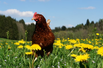 Hen outside in the meadow