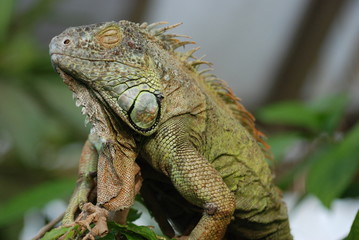 iguane