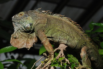 iguane