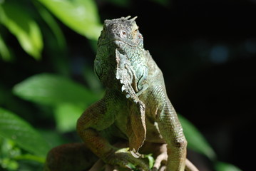 iguane
