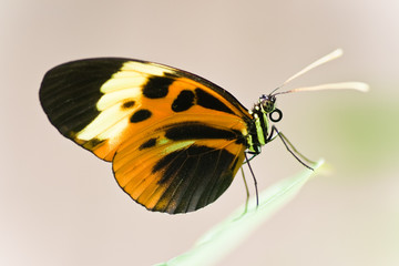 Heliconius Numata Aurora lives in South America