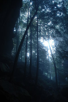 Black Forest