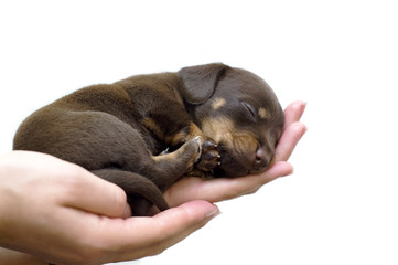 puppy sleeps on the girl's hand