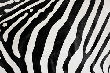 balck and white zebra natural fur background