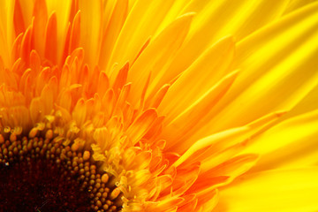 yellow gerbera close-up...........