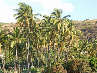 Fototapeta premium cocoteraie