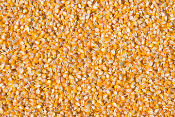 Sweet corn grain kernels background
