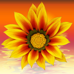fleur du soleil