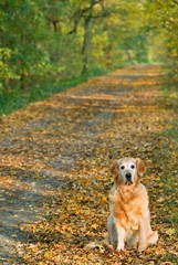 Dog (gold retriver) on walk  in park