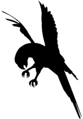 Macaw © Erica Guilane-Nachez