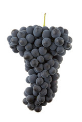 Grapplo of black grapes.