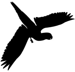 Macaw102 © Erica Guilane-Nachez