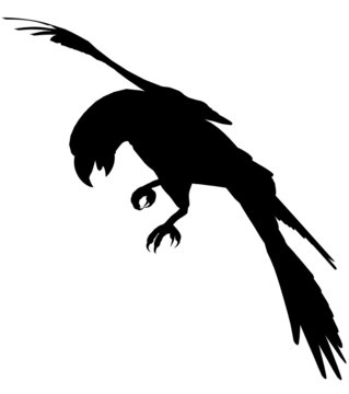 recommend clip art: Macaw103