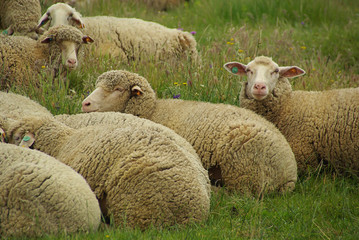 Naklejka na ściany i meble Schaf - sheep 09