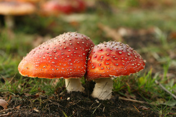 Autumn scene: two toadstools too close together