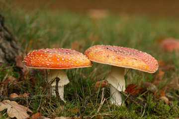 Autumn scene: two toadstools