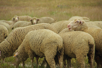 Obraz premium Schaf - sheep 15