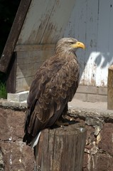 wild eagle