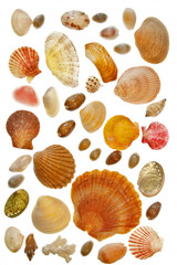 Tableau de coquillages
