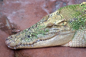 Fototapeta premium Processed by: Helicon Filter;