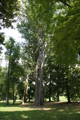Racconigi