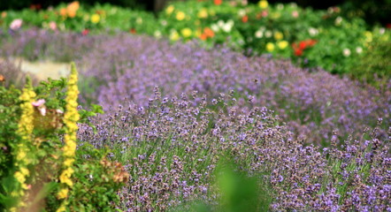bosquet de lavande