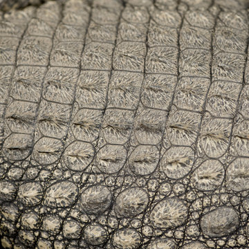 Young caiman