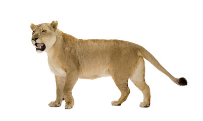 Lioness (8 years) - Panthera leo in front of a white background