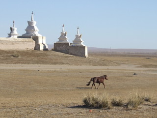 Horse in Mongolia