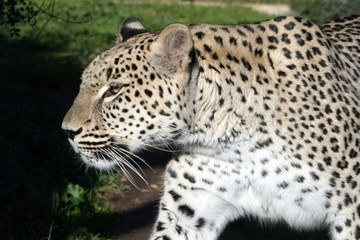 white big male leopard walking