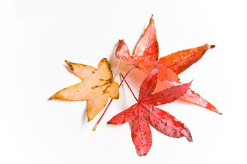 Wet and rainy autumn leaves in natural light
