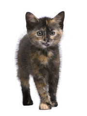 Obraz premium Tortoiseshell cat (2 months) in front of a white background