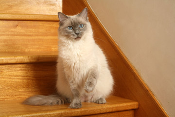 chat ragdoll assis sur une marche d'escalier
