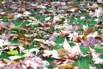 leaf of tree in grass during the autumn