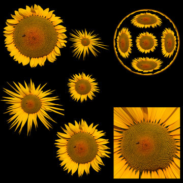 Images of variants of sunflower isolated on a black background