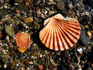 CONCHAS EN LA ORILLA DEL MAR