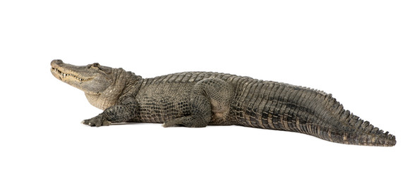Amerikanischer Alligator (30 Jahre) vor weißem Hintergrund