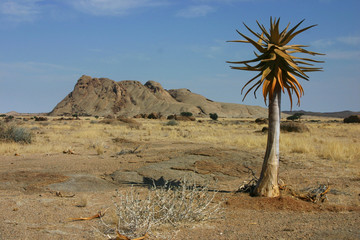 Arbre à carquois Namibie 4