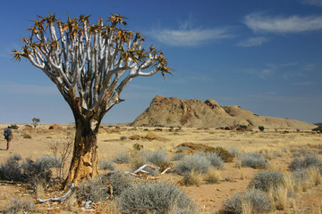 Fototapeta na wymiar Arbre à carquois Namibie 3