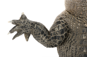 American Alligator (30 years) in front of a white background