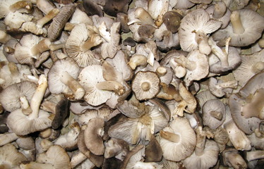 Champignons 