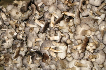 Champignons 