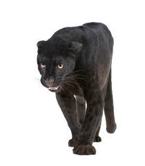 Black Leopard (6 years) in front of a white background