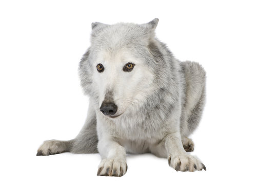 Mackenzie Valley Wolf (8 years) in front of a white background