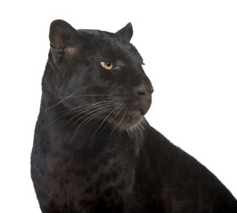 Black Leopard (6 years) in front of a white background