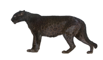 Black Leopard (6 years) in front of a white background