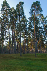 landscape with morning forest. autumn and pines