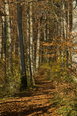 Obraz premium Chemin tapissé de feuilles mortes