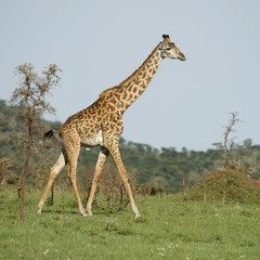 Girafe in the Serengeti