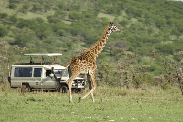 Girafe in the Serengeti passing in front of tourist